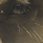 [Untitled] (Horses Eye)