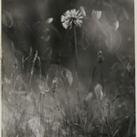 [Untitled] (Weeds)