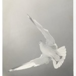 [Untitled] (Seagull)
