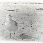 [Untitled] (Bird)