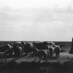 [Untitled] (Sheep Herder, North Africa)