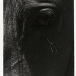 [Untitled] (Horses Eye)