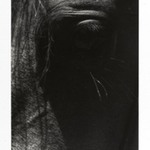 [Untitled] (Horses Eye)