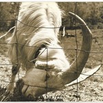 [Untitled] (Goat by Fence)