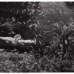 [Untitled] (Ducks in Pond)