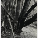 [Untitled] (Fence and Tree)