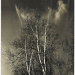 [Untitled] (Birch Trees)