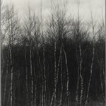[Untitled] (Birch Trees)