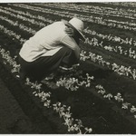 [Untitled] (Farm Worker, Florida)