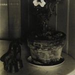 House Plant