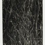[Untitled] (Dew on Grass)
