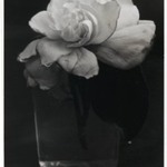 Camelia in Water