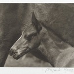 [Untitled] (Colts Head)