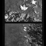 [Untitled]