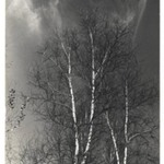 Birches