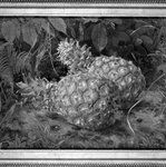 Pineapples