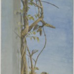 Wisteria on a Wall