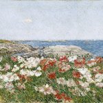 Poppies on the Isles of Shoals