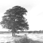 Two Trees