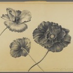 Untitled (Three Desert Poppies)