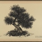 Portrait of Babysan