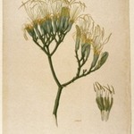 Botanical Study of a Lily
