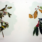 Nashville Warbler and Azure Warbler