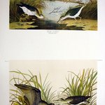 Spotted Sandpiper and Solitary Sandpiper