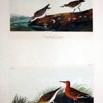 Semipalmated Sandpiper and Curlew Sandpiper