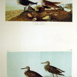 Red-backed Sandpiper and Pectoral Sandpiper