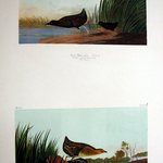 Least Water Hen and Yellow-breasted Rail