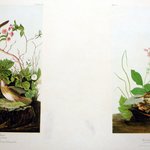 Lincoln Finch and Henslows Bunting