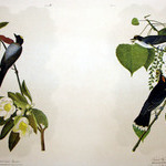 Fork-tailed Flycatcher and Tyrant Flycatcher