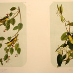Carbonated Warbler and Yellow-and-Red Poll Warbler