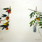 Rathbone Warbler and Yellow-Poll Warbler