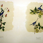 Black-throated Blue Warbler and Blue-Grey Flycatcher