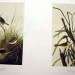 Sharp-tailed Finch and Mac Gillivrays Finch
