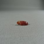 Small Turtle