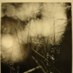Olmsted Park, Jamaica Plain (Weeds in Water)