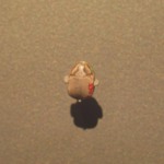 Motto Scarab