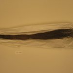 Fly Whisk