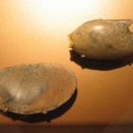 Toilet Dish in the Form of a Sea Shell