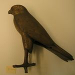 Large Hawk