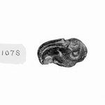 Small Dice in the Shape of a Knuckle - Bone