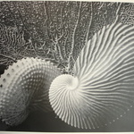 Nature Patterns