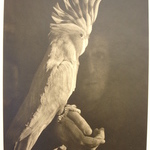 Cockey