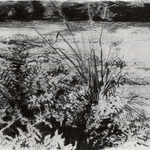 Creek Ferns