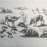 Wild Pigs