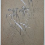 Plant Study