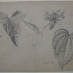 Plant Study